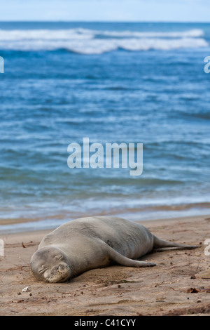 La sieste phoque moine. Hawai'un Phoque moine une espèce en danger qui peut accueillir juste au-dessus de l'hurlaient de Banque D'Images