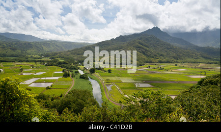 Vallée d'Hanalei River et champs de taro. Les champs de taro luxuriante bordent les rives de la rivière Hanalei comme il en courbes de montagne Banque D'Images