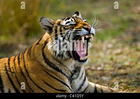 Snarling Tiger dans la forêt de la réserve de tigres de Ranthambore Banque D'Images