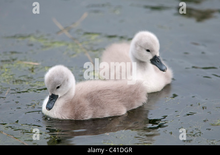 Cygnet Cygne muet se propage c'est petites ailes après les premiers jours de la vie sur un étang à Loughborough, Leicestershire, England, UK Banque D'Images