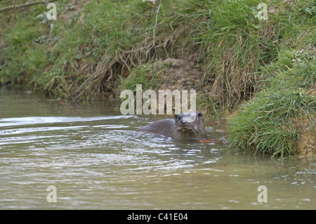 À côté d'une RIVIÈRE DE LA LOUTRE LUTRA LUTRA. UK Banque D'Images