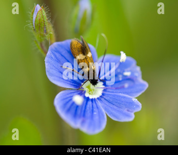 Longhorn (Nemophora degeerella sur Bird's-eye Speedwell, Hampshire, Royaume-Uni Banque D'Images