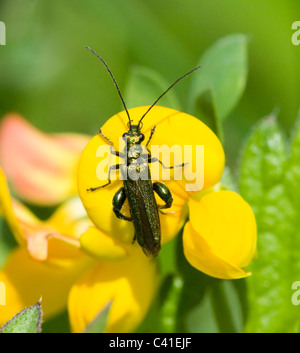 Fleur mâle pattes épaisses Beetle (Oedemera nobilis), Hampshire, Royaume-Uni Banque D'Images