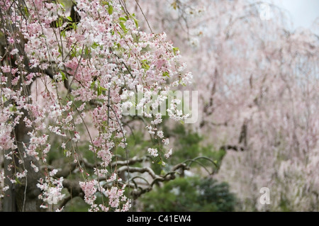 Des arbres remplis de fleurs de cerisier roses parfumées sont une belle attraction touristique à Kyoto, au Japon, au printemps. Banque D'Images