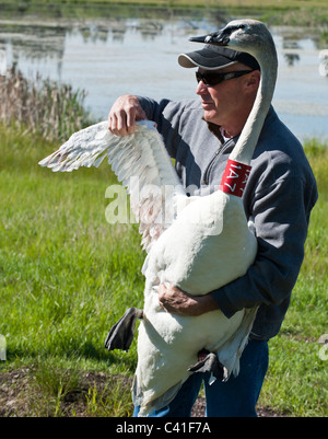 Un homme montre l'aile d'un cygne trompette avant qu'il soit libéré près de Ovando Montana dans le cadre du Projet de restauration de Swan. Banque D'Images