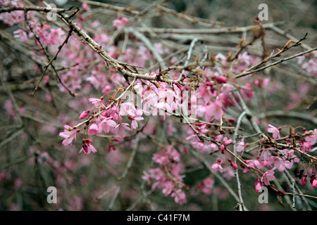 Prunus pendula 'Pendula Rosea' AGM Banque D'Images