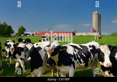 Les vaches holstein curieux sur une ferme laitière dans les régions rurales de l'ontario avec grange et silo Banque D'Images