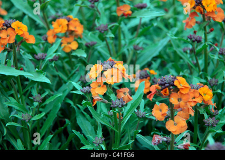 L'Erysimum 'Apricot Delight' syn. L'Erysimum 'Apricot Twist' - Wallflower Banque D'Images