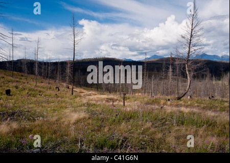 La forêt se régénère après les lacs Jocko incendies dans l'ouest du Montana. Jocko Lacs incendie a brûlé plus de 34 000 acres. Banque D'Images