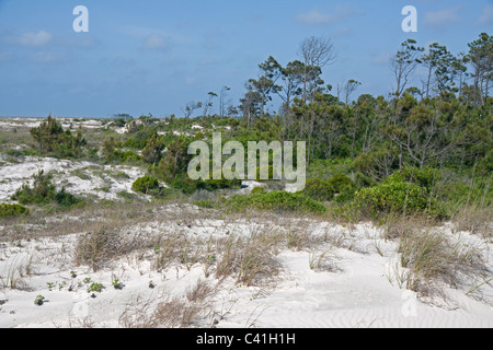 Dunes de sable et les forêts maritimes St George Island State Park Golfe du Mexique en Floride USA Banque D'Images