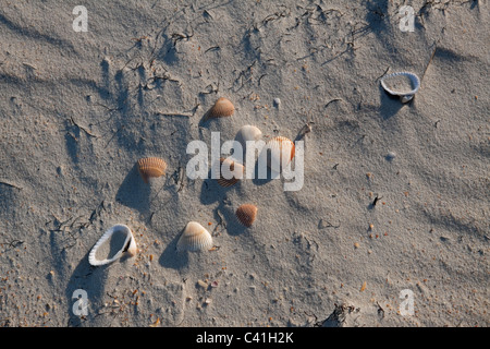 Pétoncles coquillages éparpillés sur Beach Florida USA Banque D'Images