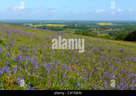 Pré de fleurs sauvages bluebells campagne anglaise au printemps UK, FR Banque D'Images