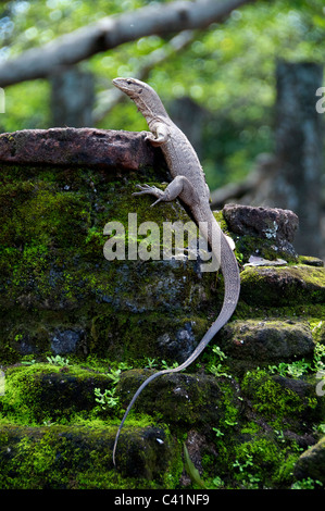 Varanus bengalensis ou terrain surveiller Polonnaruwa Sri Lanka Banque D'Images