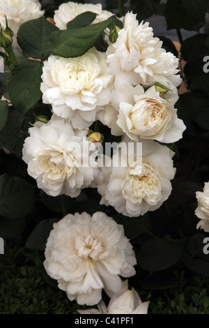 Rosa William et Catherine, David Austin new rose, musc, hybride Anglais Chelsea Flower Show 2011 Banque D'Images