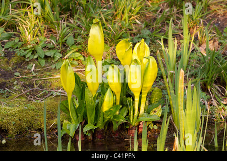 Lysichiton (aussi connu comme le jaune ou l'ouest de choux ou Swamp lantern) une plante poussant dans le Royaume-Uni Banque D'Images