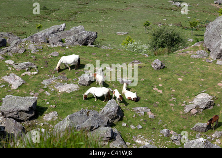 Poneys brouter sur les pâturages dans l'ouest des Pyrénées (Pyrénées Atlantiques - France). Poneys pâturant dans les Pyrénées occidentales. Banque D'Images