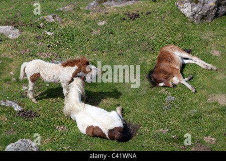 Poneys reposant sur les pâturages dans l'ouest des Pyrénées (Pyrénées Atlantiques). Poneys se reposant dans les Pyrénées occidentales. Banque D'Images