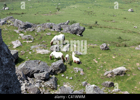 Poneys brouter sur les pâturages dans l'ouest des Pyrénées (Pyrénées Atlantiques - France). Poneys pâturant dans les Pyrénées occidentales. Banque D'Images