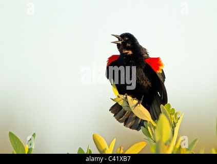 Red-Winged Blackbird singing sur le dessus de son favori bush. Banque D'Images