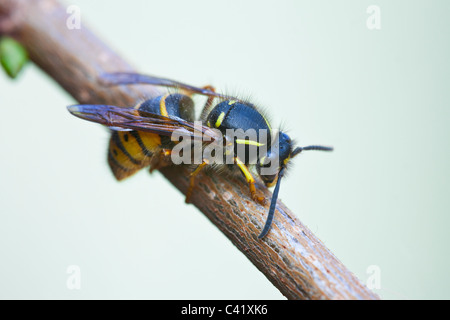 Guêpe commune Vespula Vulgaris femme reine adultes au repos sur une branche Banque D'Images