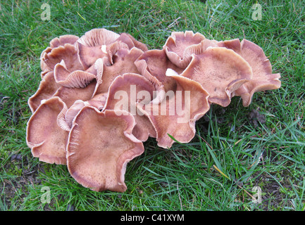 ORANGE PEEL CHAMPIGNON (Aleuria aurantia) Photo Tony Gale Banque D'Images