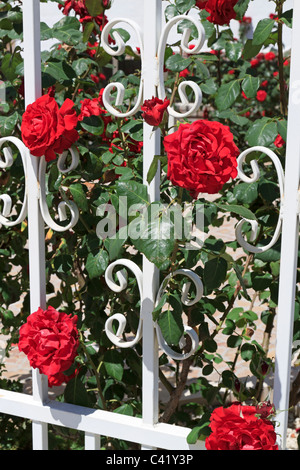 Roses rouges et blanches en fer forgé peint à Albufeira, Portugal Banque D'Images