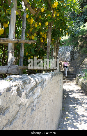 En marchant le long du chemin de citron (sentiero dei Limone), Maiori (SA), Côte d'Amalfi, Italie. Banque D'Images