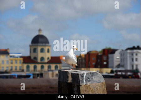 Goéland argenté Larus argentatus assis sur la jetée de Worthing pilier en face de Dome cinema sur front West Sussex UK Banque D'Images