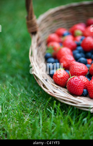 Les fraises et les bleuets dans un panier en osier sur l'herbe Banque D'Images