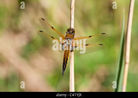 4 spots Chaser Libellula quadrimaculata libellules adultes au repos sur une tige de roseau Banque D'Images