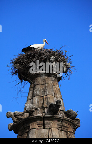 Une Cigogne Blanche (Ciconia ciconia) niche sur le toit du Couvent de St Benito (Mirador de San Benito) à Alcantara, Espagne. Banque D'Images