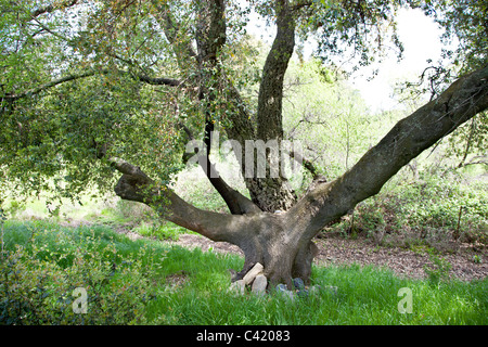 Greffés, trois arbres qui se développent comme « un », Live Oak, Cork Oak & Almond. Banque D'Images