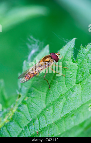 Hoverfly Episyrphus balteatus (Marmalade Fly) adulte au repos sur une feuille Banque D'Images