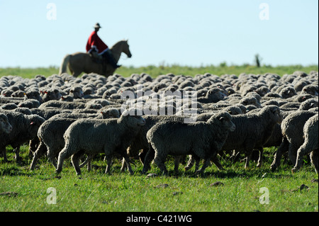 L'agriculture de l'Uruguay et de l'élevage de chevaux et Gauchos , avec des moutons mérinos sur bovins grasslands Banque D'Images