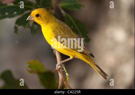 Saffron Finch (Sicalis citrina), le Pantanal, Mato Grosso, Brésil Banque D'Images