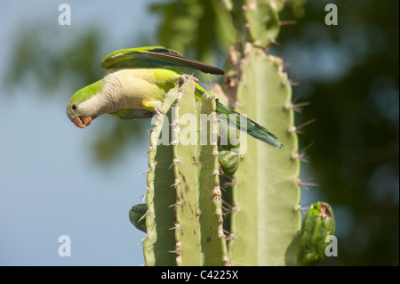 Perruche moine (Myiopsitta monachus), perché sur un cactus, le Pantanal, Mato Grosso, Brésil Banque D'Images