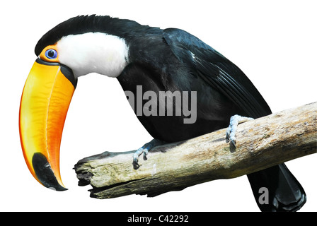 Toucan (Ramphastos toco) perché sur branche avec son gros bec étrange, vue de profil, isolé sur fond blanc Banque D'Images