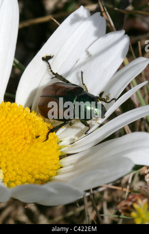 Hanneton horticole Beetle, Phyllopertha horticola, Scarabaeidae, Coleoptera, UK Banque D'Images