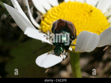 Hanneton horticole Beetle, Phyllopertha horticola, Scarabaeidae, Coleoptera, UK Banque D'Images