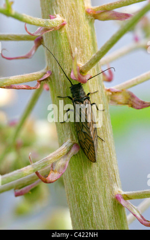 Sialis lutaria, mouche de l'aulne, Sialidae, Megaloptera. Banque D'Images