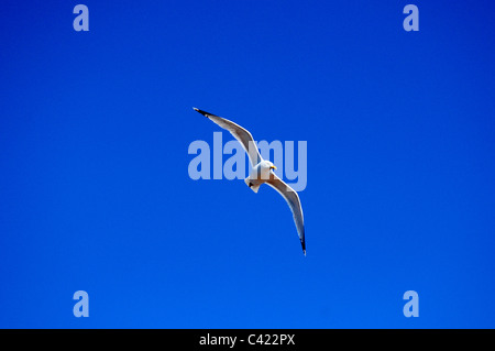 Un adulte European Herring Gull Mouette en vol - (Larus argentatus) Banque D'Images