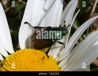 Hanneton horticole Beetle, Phyllopertha horticola, Scarabaeidae, Coleoptera, UK Banque D'Images