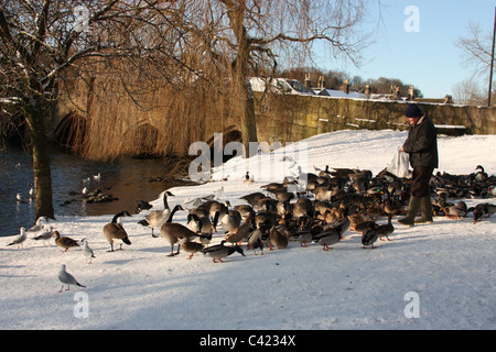 Nourrir les canards de Bakewell Banque D'Images