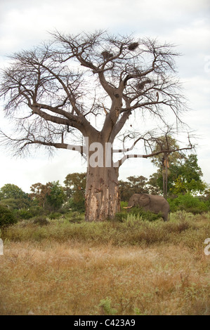 Baobab les dégâts causés par les éléphants à Mombo, Okavango Delta, Botswana Banque D'Images