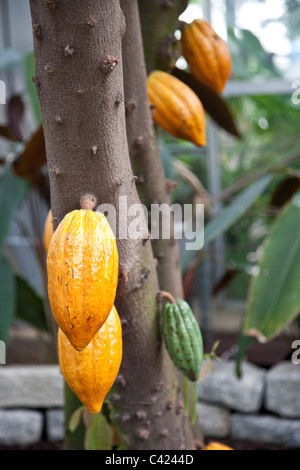 Cacao, Theobroma cacao, United States Botanic Garden Conservatory, Washington DC Banque D'Images