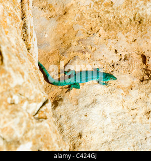 Formentera lizard Podarcis pityusensis formenterae Îles Baléares Banque D'Images