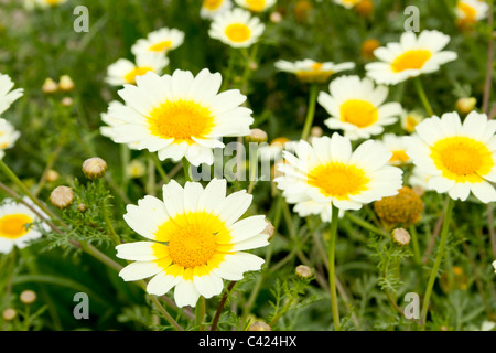 Daisy fleurs de printemps jaune et blanc sur le terrain prés colorés Banque D'Images