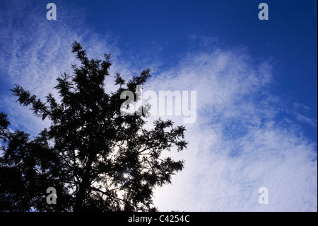 Arbre généalogique silhouetté contre blue cloudy sky Banque D'Images