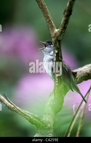 Blackcap, Sylvia atricapilla, seul le chant des oiseaux mâles sur branch, Midlands, Mai 2011 Banque D'Images