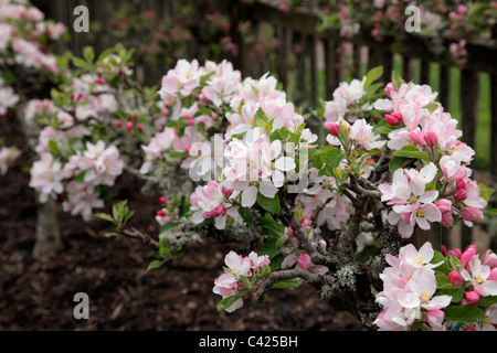 Malus domestica 'Sunset' AGM - fleurs sur cordon prise cultivé sur porte-greffe M26 Banque D'Images